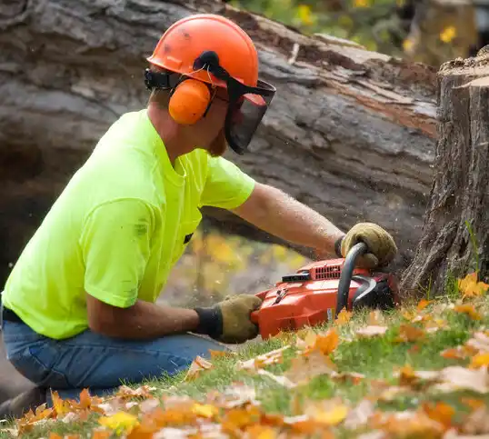 tree services Athens